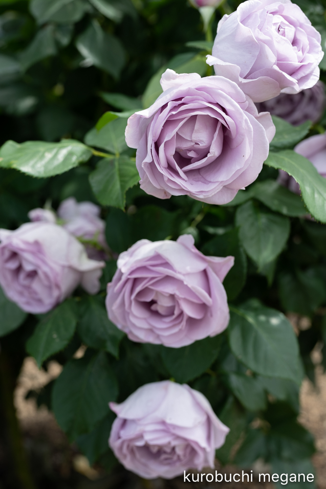 f:id:Z13:20200524211710j:plain f:id:Z13:20200524211710j:plain