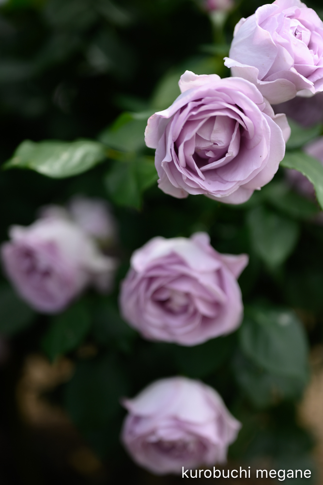 f:id:Z13:20200524211715j:plain f:id:Z13:20200524211715j:plain