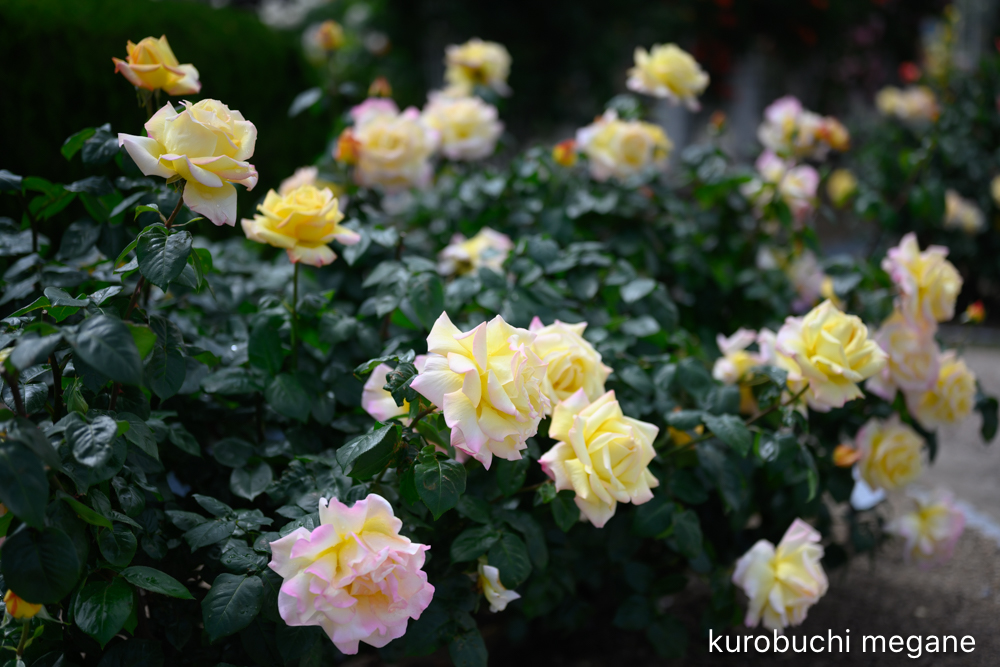 f:id:Z13:20200524211723j:plain f:id:Z13:20200524211723j:plain