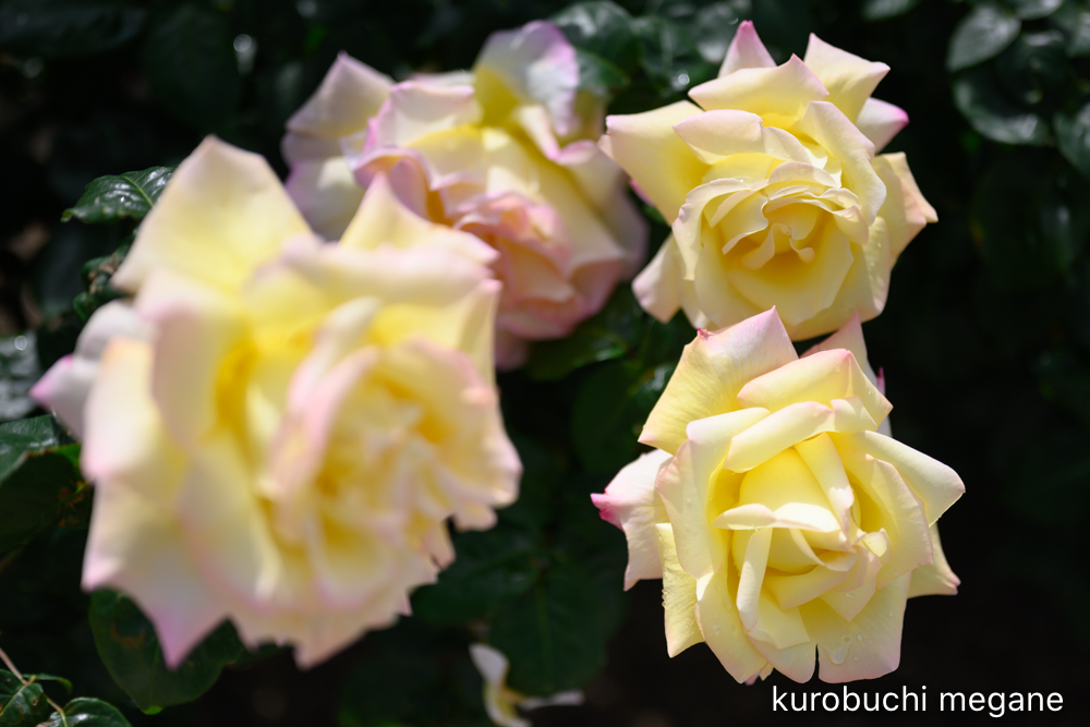 f:id:Z13:20200524211726j:plain f:id:Z13:20200524211726j:plain