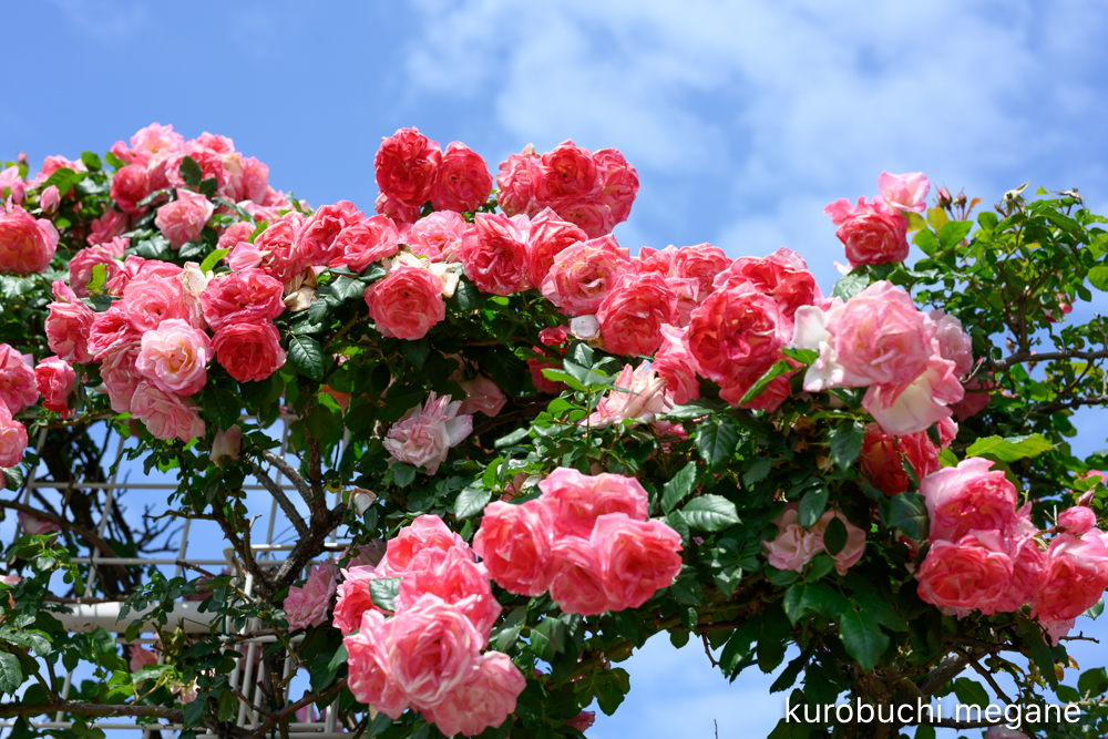 f:id:Z13:20200524211744j:plain f:id:Z13:20200524211744j:plain