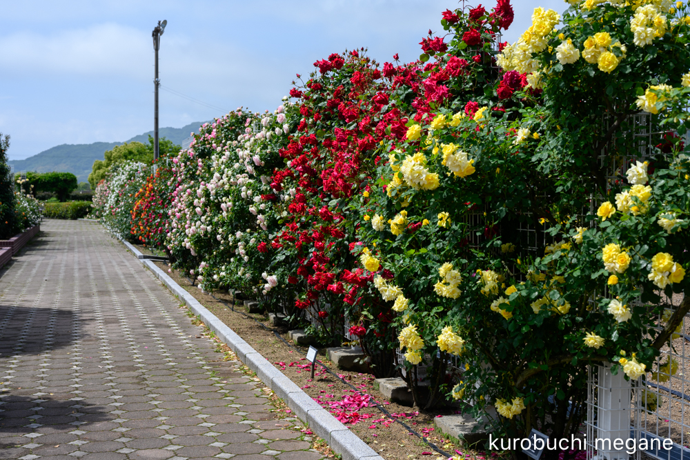 f:id:Z13:20200524211749j:plain f:id:Z13:20200524211749j:plain