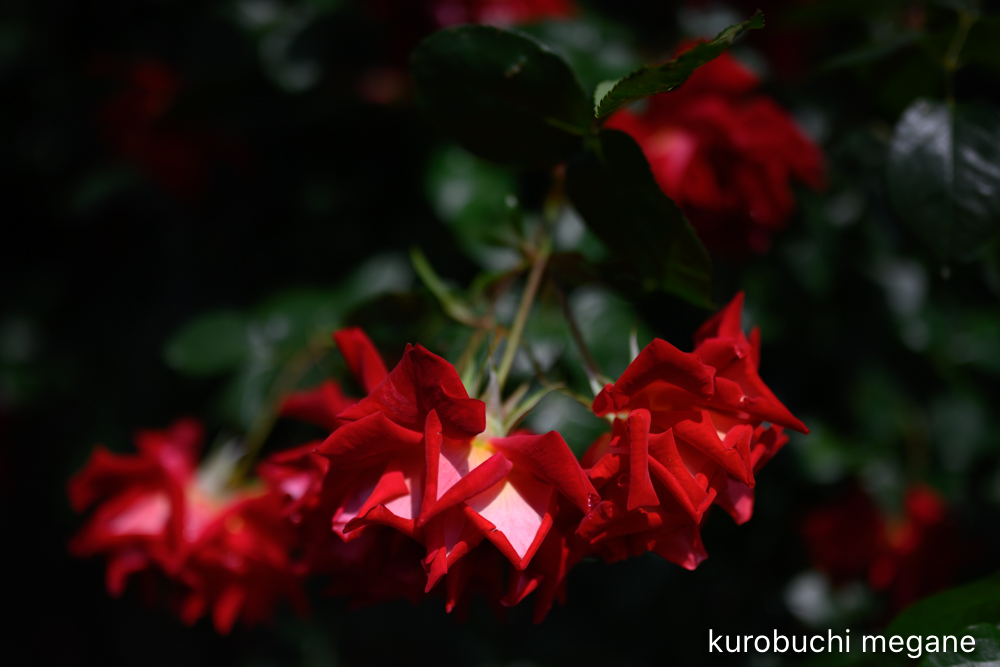 f:id:Z13:20200524211752j:plain f:id:Z13:20200524211752j:plain