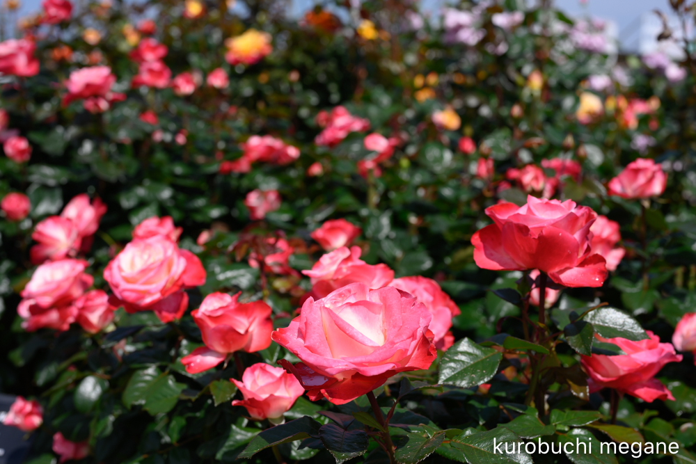 f:id:Z13:20200524211817j:plain f:id:Z13:20200524211817j:plain