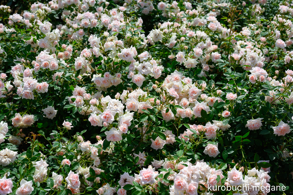 f:id:Z13:20200524211823j:plain f:id:Z13:20200524211823j:plain