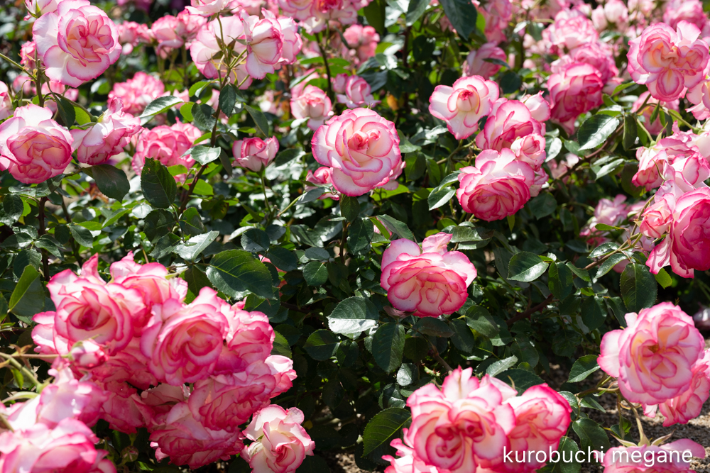 f:id:Z13:20200524211846j:plain f:id:Z13:20200524211846j:plain