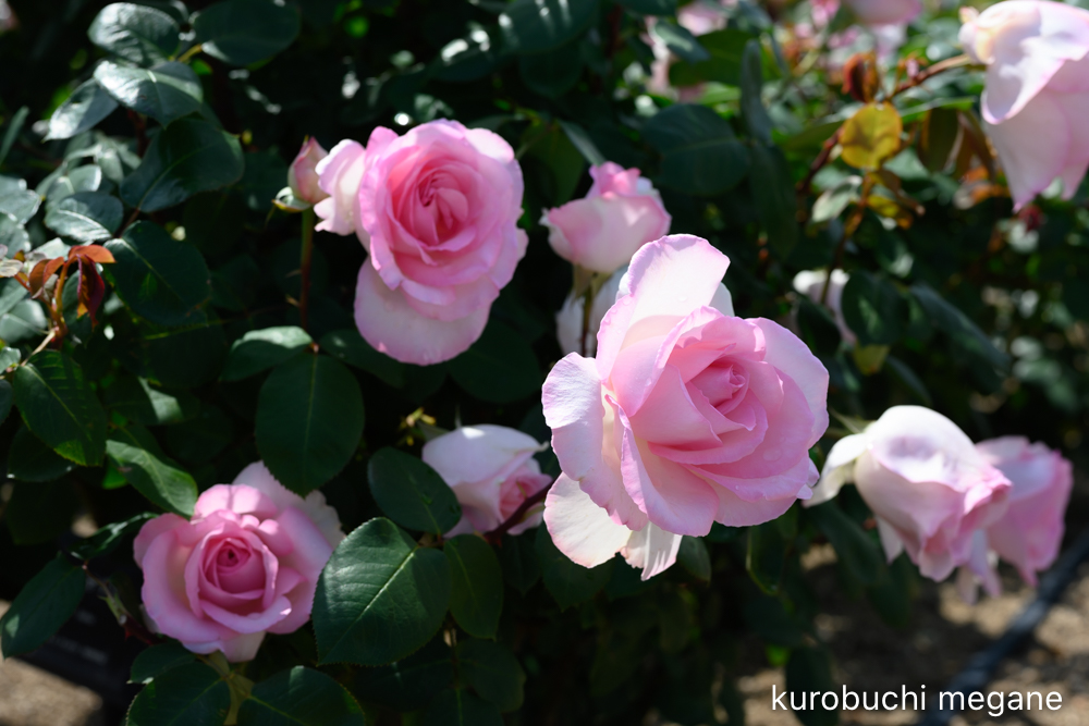 f:id:Z13:20200524211854j:plain f:id:Z13:20200524211854j:plain