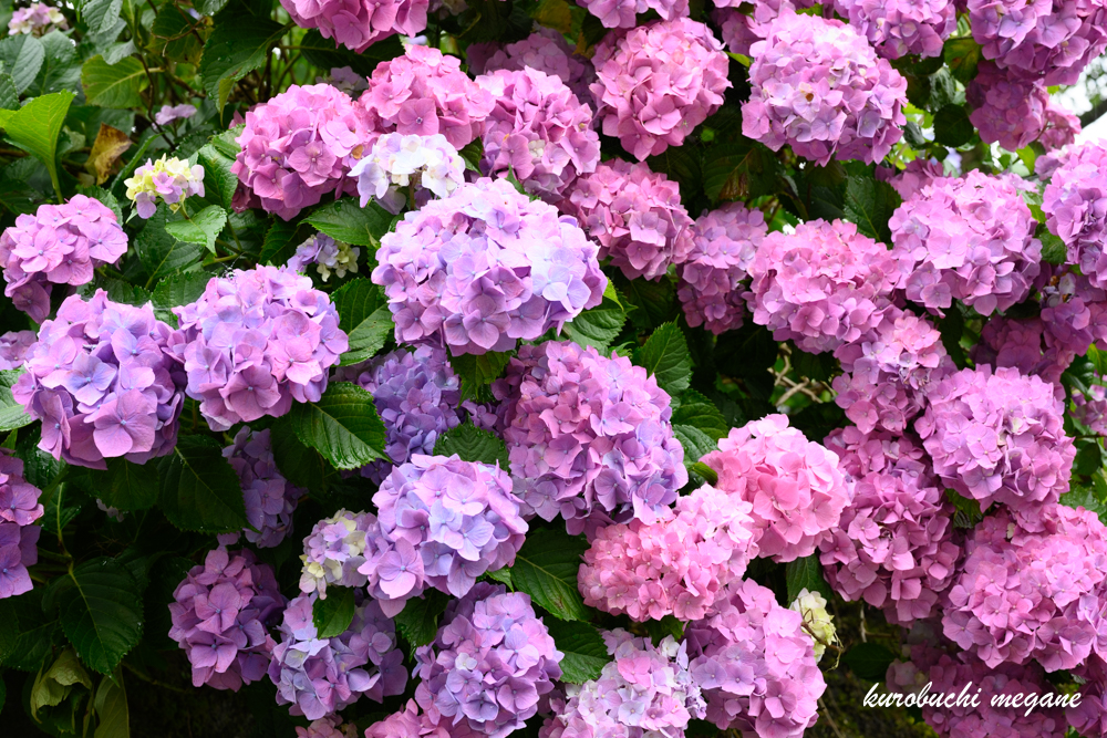 f:id:Z13:20200925185026j:plain f:id:Z13:20200925185026j:plain