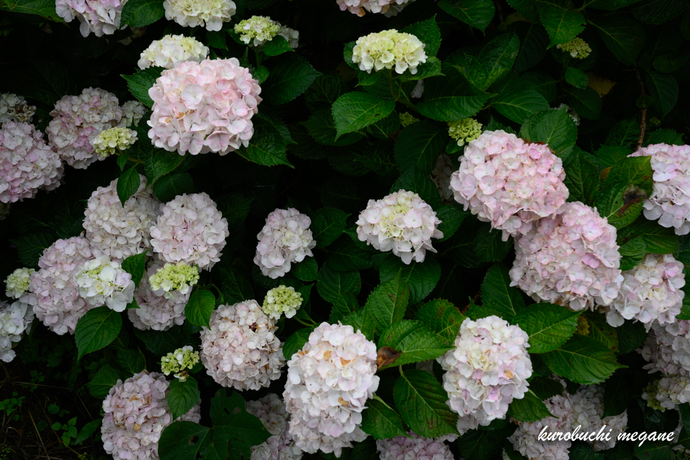 f:id:Z13:20200925185032j:plain f:id:Z13:20200925185032j:plain