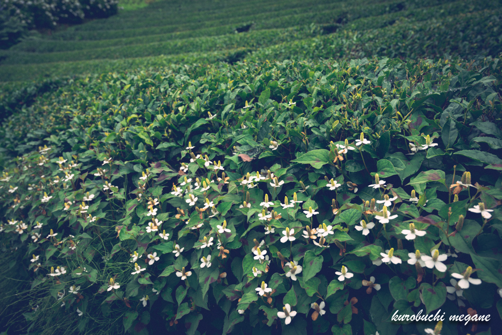 f:id:Z13:20200925185110j:plain f:id:Z13:20200925185110j:plain