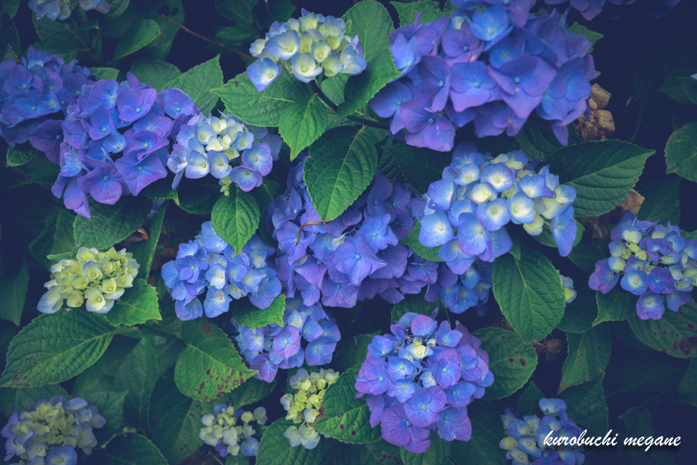 f:id:Z13:20200925185112j:plain f:id:Z13:20200925185112j:plain