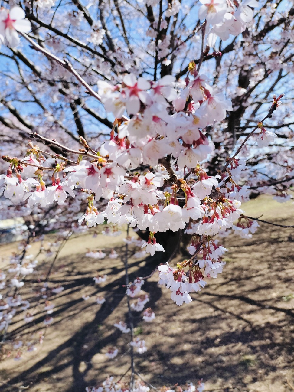 f:id:Z400LTD:20260907191101j:image