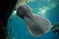 [行ったとこ][水族館]芭蕉扇
