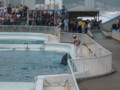 [鴨川シーワールド][水族館]