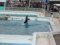 [鴨川シーワールド][水族館]