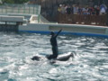 [鴨川シーワールド][水族館]