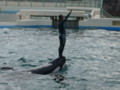 [鴨川シーワールド][水族館]