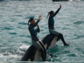 [鴨川シーワールド][水族館]