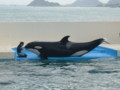 [鴨川シーワールド][水族館]