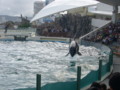 [鴨川シーワールド][水族館]