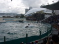 [鴨川シーワールド][水族館]