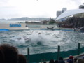 [鴨川シーワールド][水族館]