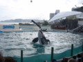 [鴨川シーワールド][水族館]