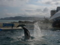 [鴨川シーワールド][水族館]