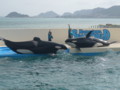 [鴨川シーワールド][水族館]