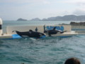 [鴨川シーワールド][水族館]