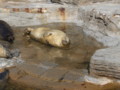 [鴨川シーワールド][水族館]