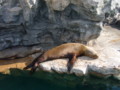 [鴨川シーワールド][水族館]