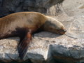 [鴨川シーワールド][水族館]