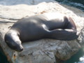 [鴨川シーワールド][水族館]おやすみ