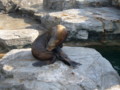 [鴨川シーワールド][水族館]爪がスゴイ