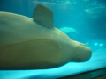 [鴨川シーワールド][水族館]ベルーガ（シロイルカ）