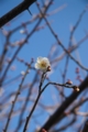 [水元公園]観梅ごろ