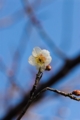 [水元公園]青空でよかった