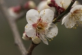 [神代植物公園]