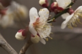 [神代植物公園]