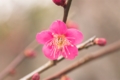 [神代植物公園]