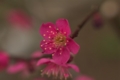 [神代植物公園]