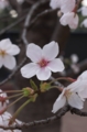 [目白]よく見ると形のいい桜