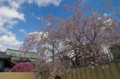 [桜][南蔵院][板橋]