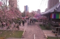 [桜][南蔵院][板橋]