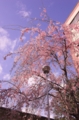 [桜][南蔵院][板橋]