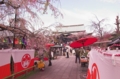 [桜][南蔵院][板橋]