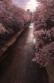 [石神井川][桜][板橋]