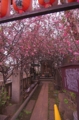 [石神井川][桜][板橋]