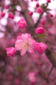 [石神井川][桜][板橋]